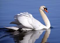 a swan