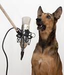dog singer recording