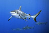 sharks
