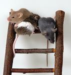 Three Mice