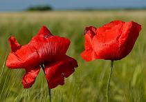 Two Poppies