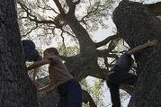 Alexandre Desplat: The Tree of Life - picture 2