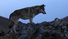 James Horner: Tolf Totem - image 3